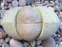 Pleiospilos nelii